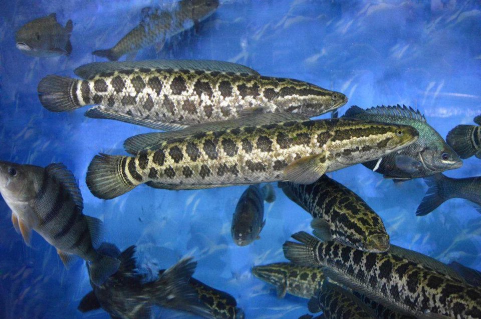 此鱼在农村被称为"孝鱼",其中有何奥秘?看完才知被骗了