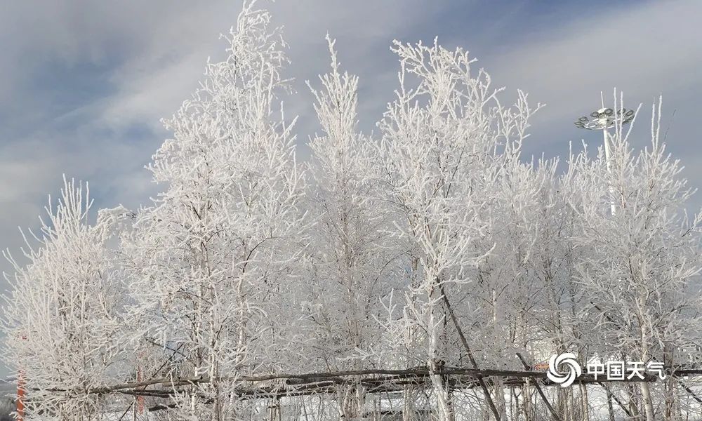 (图为内蒙古呼伦贝尔市出现冰晶树挂)