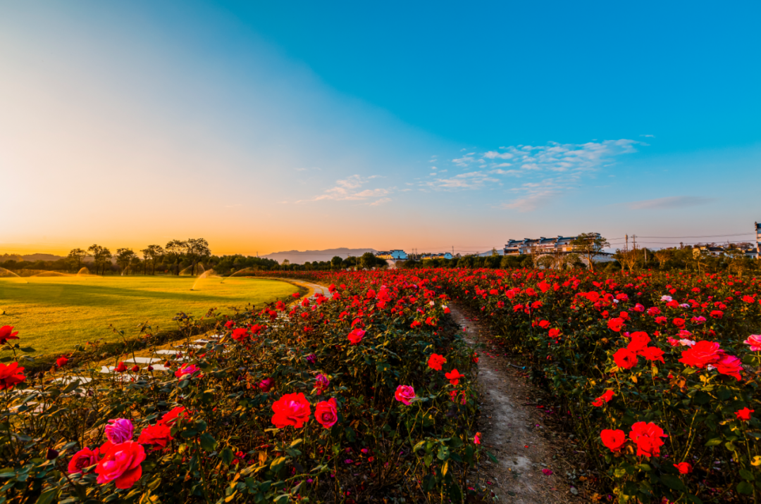 占地20亩的玫瑰花园!