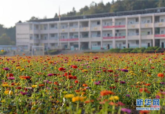 寨下镇中心小学教学楼前鲜花盛开(11月10日摄). 新华社记者 彭昭之 摄