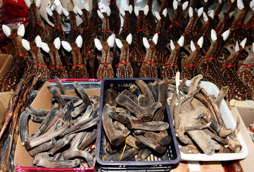 在西丰县一家鹿产品经销店里拍摄的鹿茸制品(资料照片).