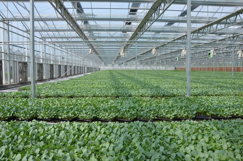 响水县现代农业产业示范园里的西兰花育苗 供图:盐城市农业农村局