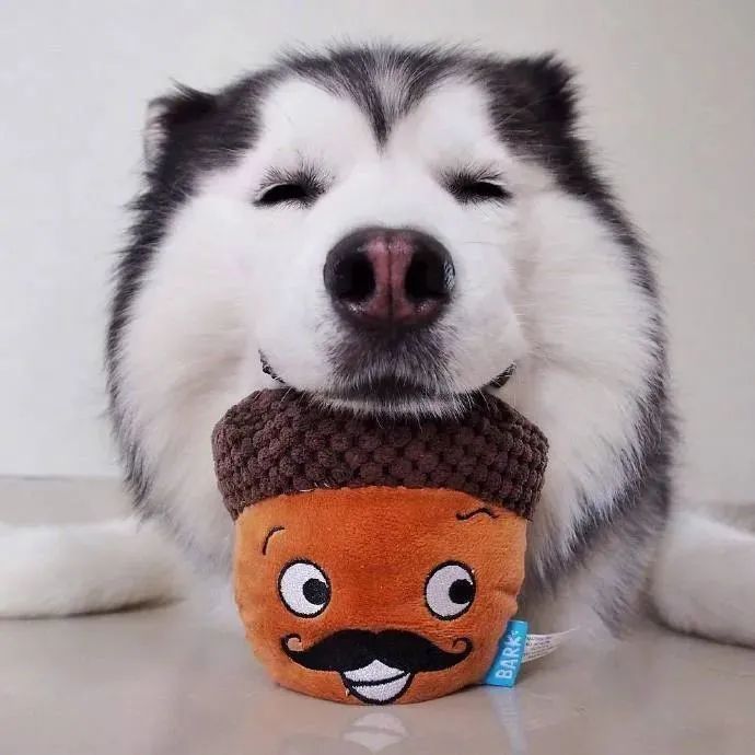 铁憨憨萌起来也是没朋友狗子笑得好甜