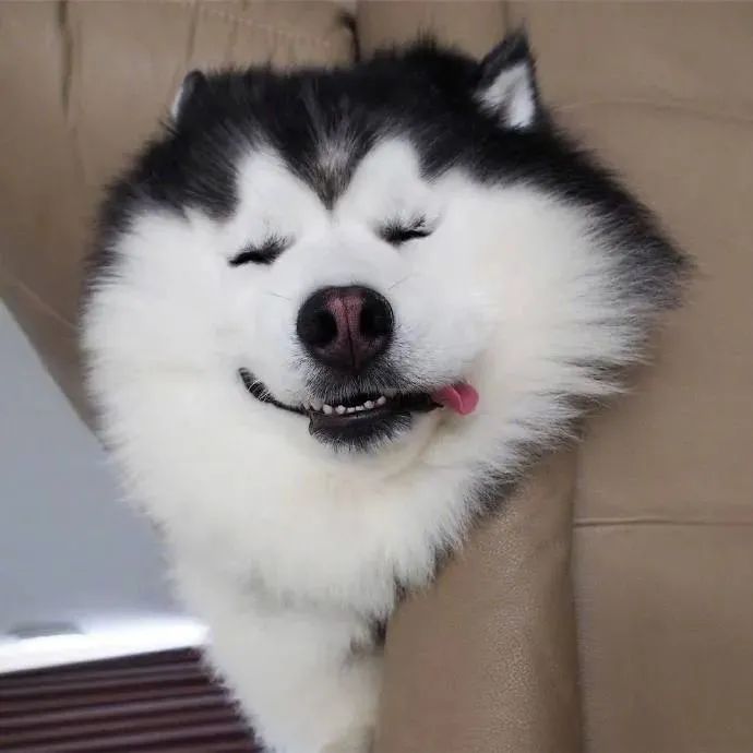 铁憨憨萌起来也是没朋友狗子笑得好甜