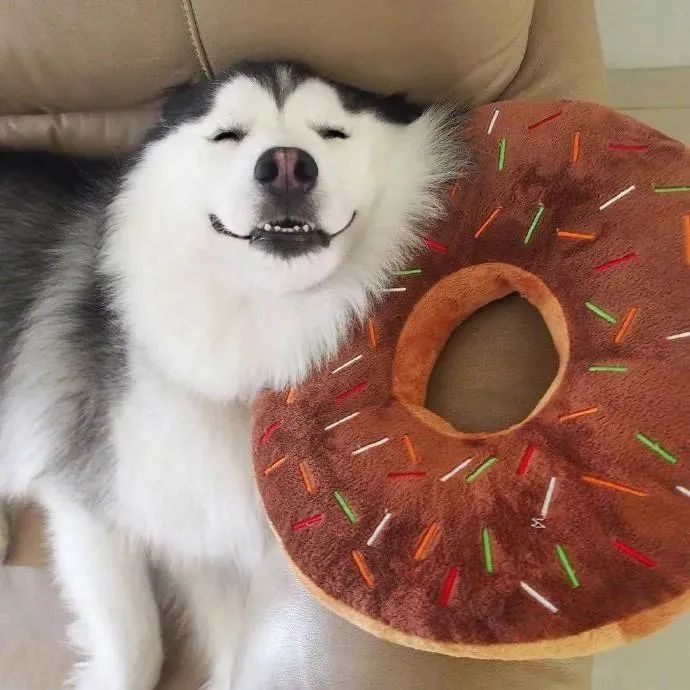 铁憨憨萌起来也是没朋友狗子笑得好甜