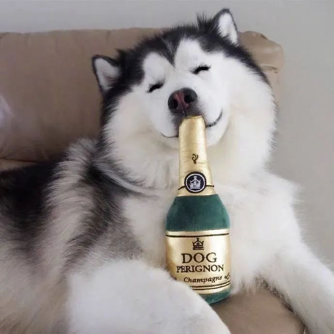 铁憨憨萌起来也是没朋友狗子笑得好甜