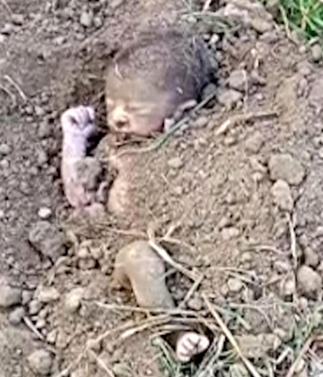 在印度发生了一则令人揪心的新闻,一名新生婴儿竟然被狠心丢弃在坟墓