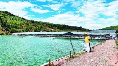 云南省楚雄州双柏县水产养殖基地。资料图片