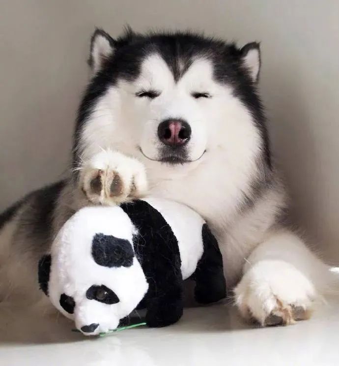 铁憨憨萌起来也是没朋友狗子笑得好甜