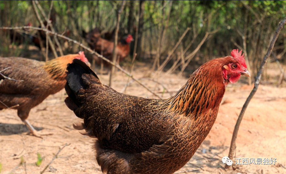 江西"金凤凰"——崇仁麻鸡