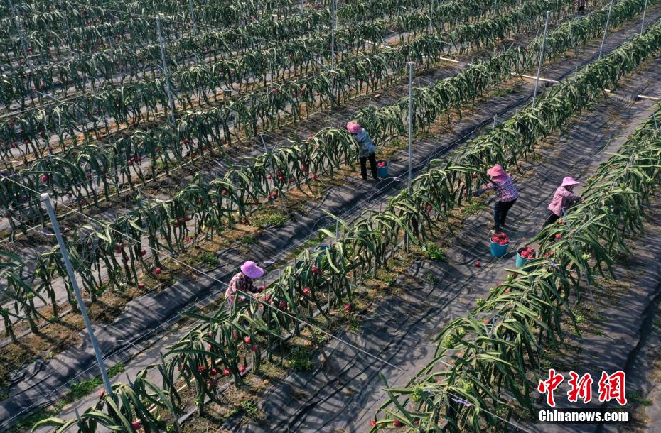 航拍南宁火龙果基地 绿了山村富了乡民
