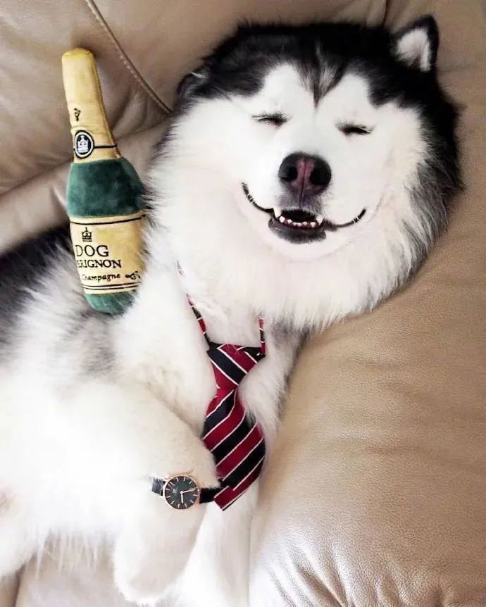 铁憨憨萌起来也是没朋友狗子笑得好甜