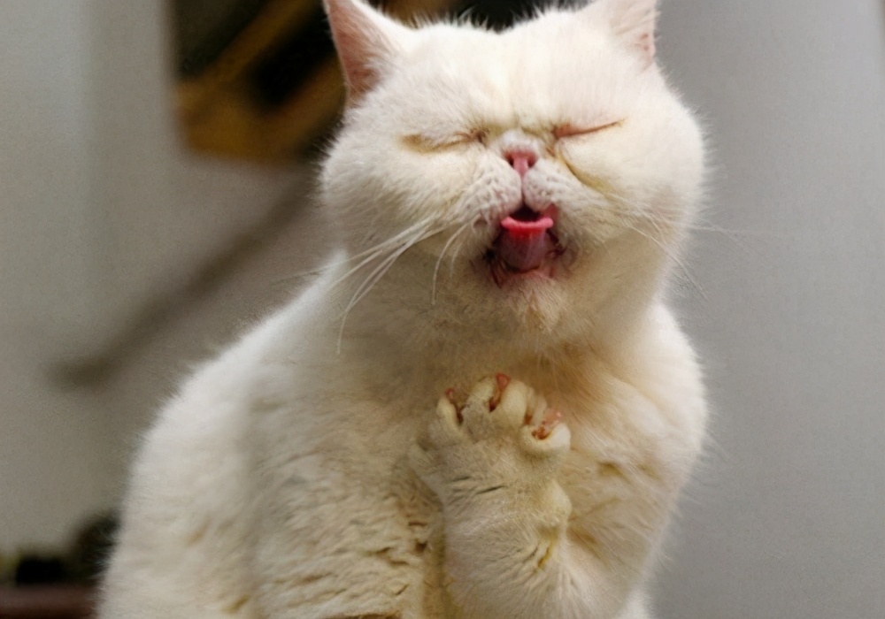 猫咪生病,最直观的5种表现,不要再耽误猫咪病情了