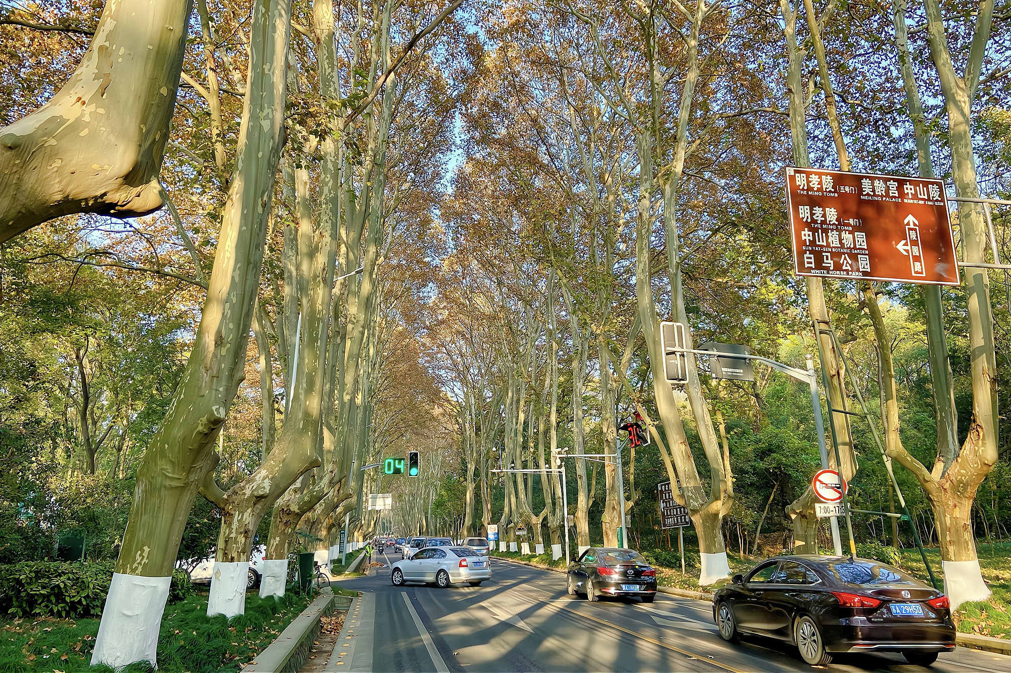 南京有条"绿色长廊",近百年历史的梧桐大道,景色美如爱情隧道