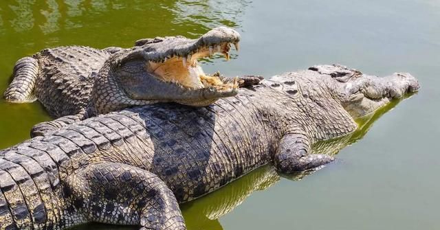 老虎大战800斤鳄鱼整个动作一气呵成不愧是王者