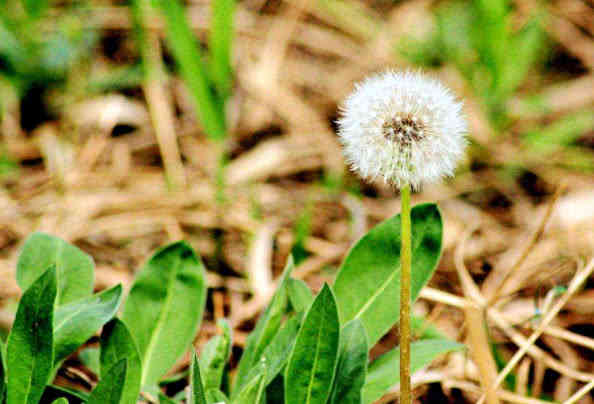长期用蒲公英花朵泡水喝,具有去除雀斑的作用.