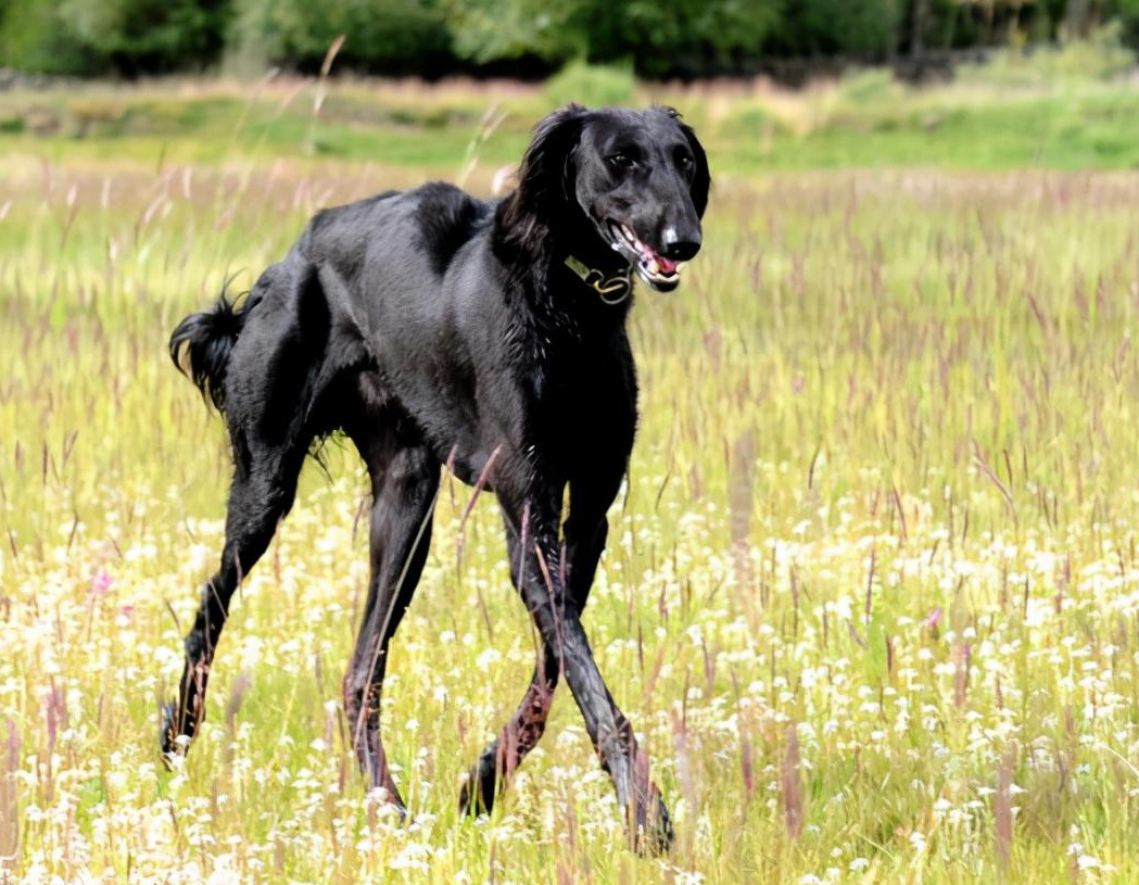 为什么中国细犬那么少人养