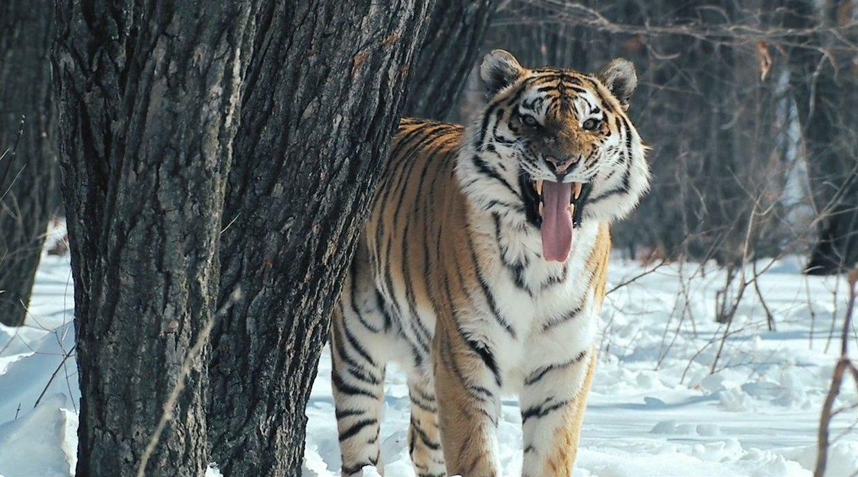 俄罗斯老虎熊和火山的领域之西伯利亚的有趣生物russland