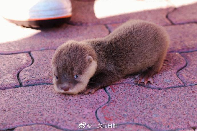 日本桂滨水族馆刚出生的水獭幼崽