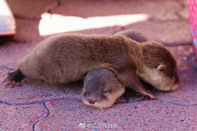 日本桂滨水族馆刚出生的水獭幼崽