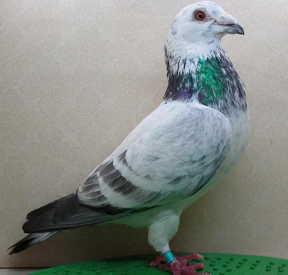 一些优秀的白条鸽不用是比较可惜的事情