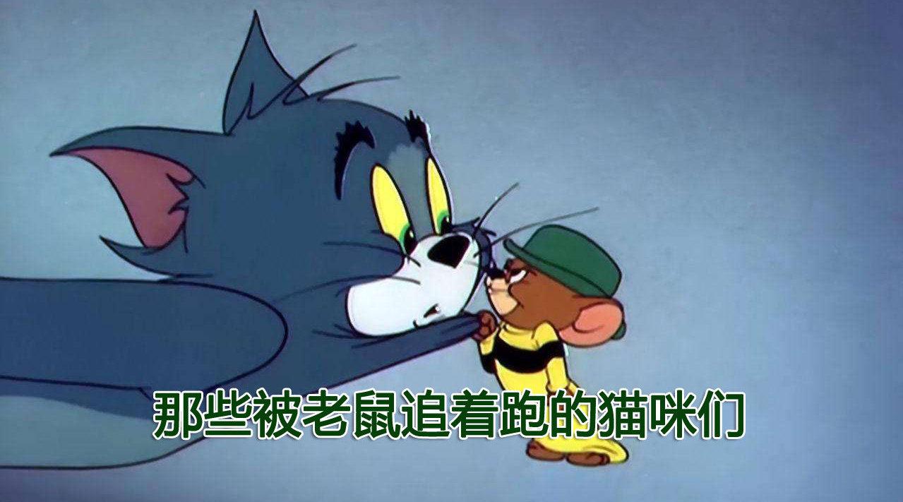 那些被老鼠追着跑的猫咪们,老鼠会武术,猫主子也顶不住!