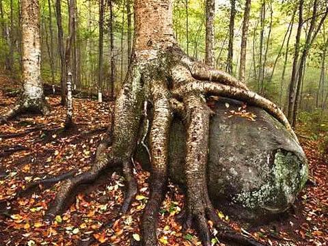 世界上“最硬”的树,硬的程度比钢铁还要硬,全身是宝却濒临灭绝|钢铁|桦树|灭绝_新浪新闻