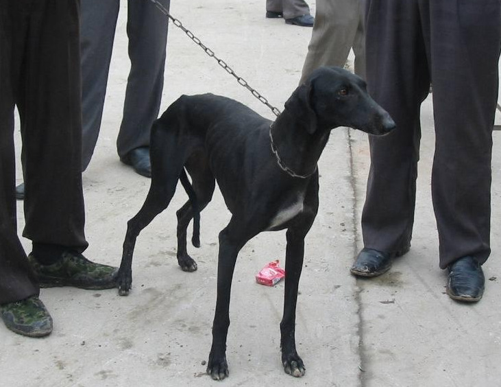 细犬是中国的猎犬,之前就因为狩猎的作用渐渐很少人养,纯种的细犬已经