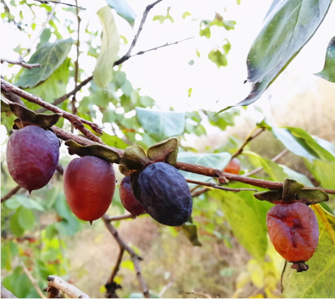 后发现和根本不是黑枣,直呼上当,这也是为何很多人感慨真正的黑枣难
