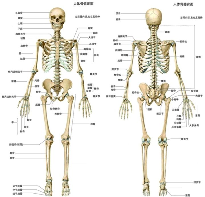 人类观察报告微生物占领一半以上被操控却不知