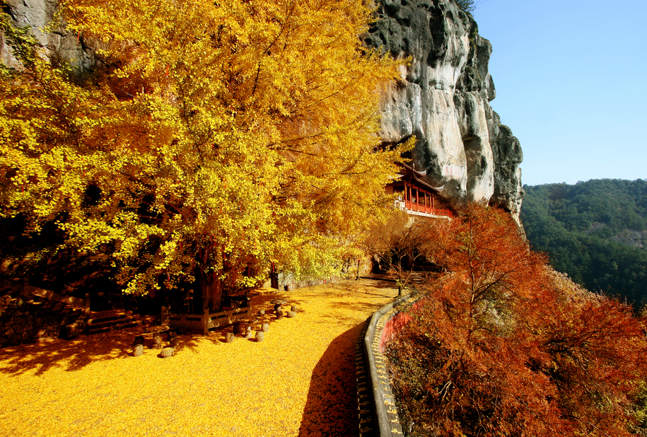 杏会大慈岩·国风文化节,打卡建德金秋,爱在17|大慈岩|建德|银杏_新浪