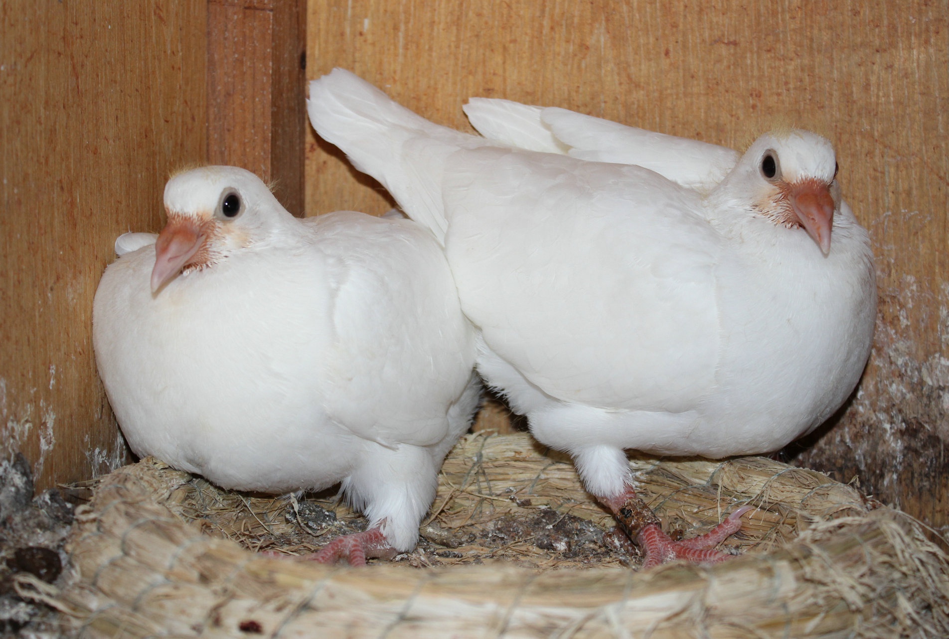 要想养出强壮的幼鸽你或许需要反其道而行之