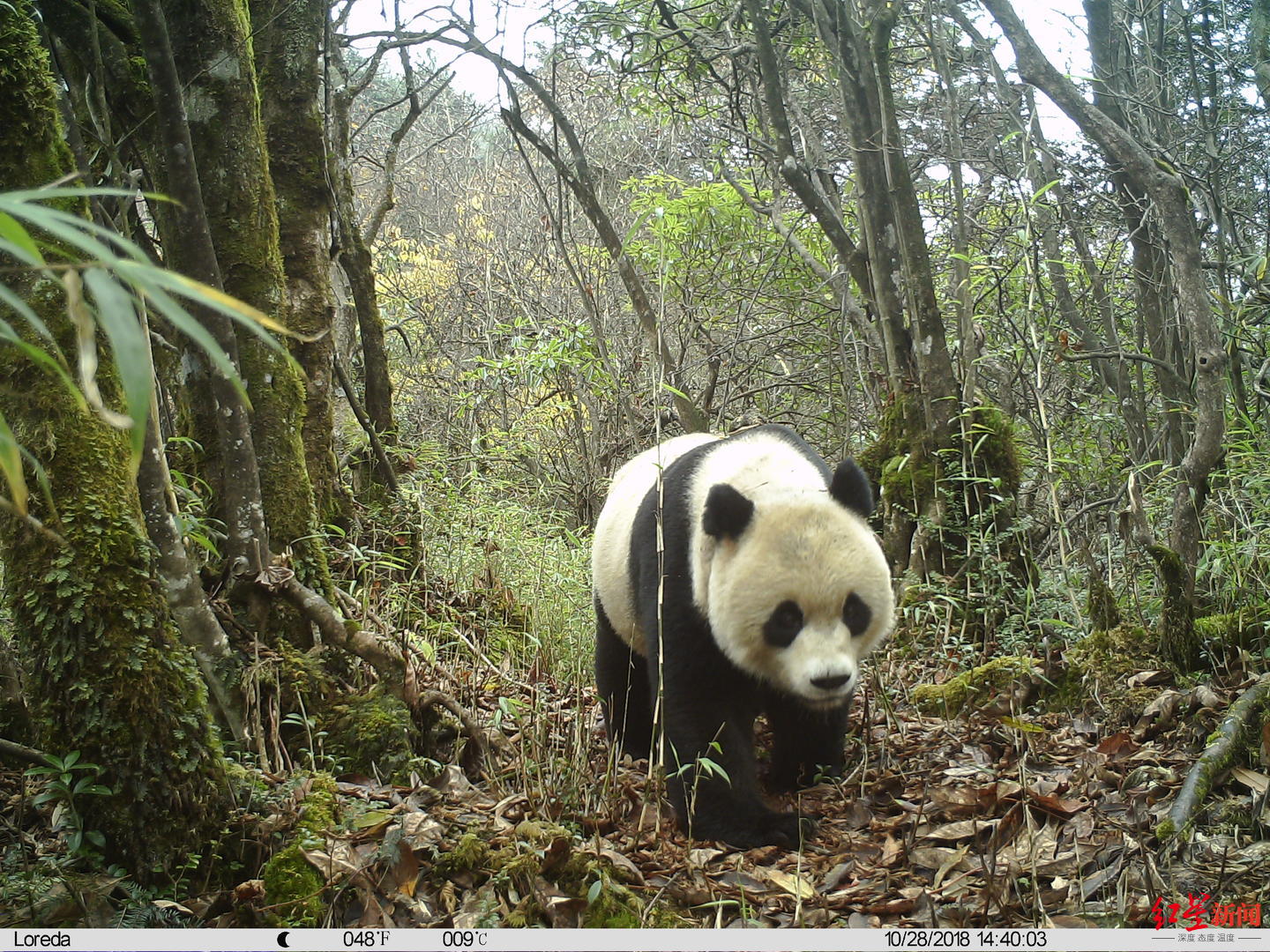联防36年邛崃山系区域内野生大熊猫已增至528只