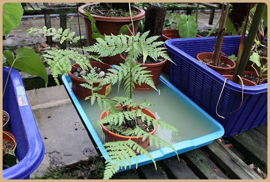 桫椤也可以人工繁殖,但总有人只想捡现成的.