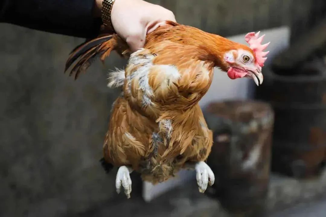 这样的鸡为原料来做荷叶鸡,肥瘦适中,味道自然鲜美.