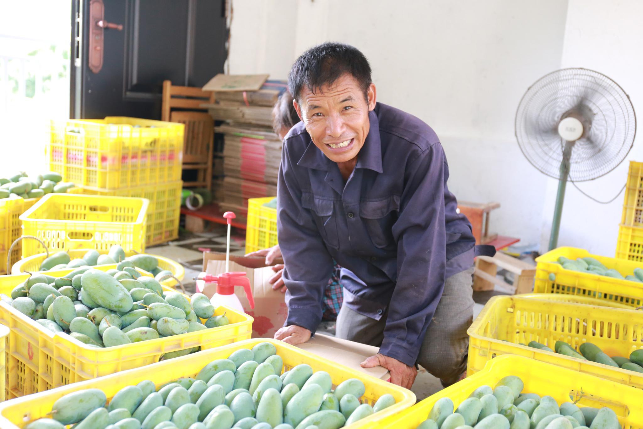 中山大学毕业回村卖芒果,这里的果子有这么大魅力?
