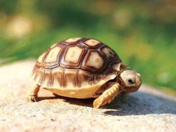 龟价格排行榜_北京食用龟市场销量价格、顾客需求分析透视