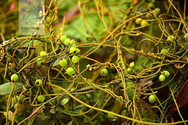 无根藤,见过吗?内治泌尿系结石,肾炎水肿;外用治皮肤湿疹