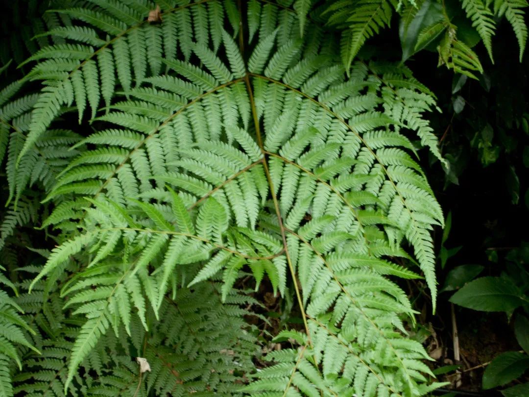 桫椤掐我叶子炒菜之前能念对我的名字吗