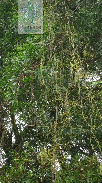 无根藤,见过吗?内治泌尿系结石,肾炎水肿;外用治皮肤湿疹