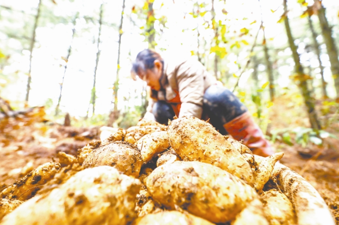 天麻种植,由毕节市周周项目管理有限责任公司负责提供种麻和技术服务