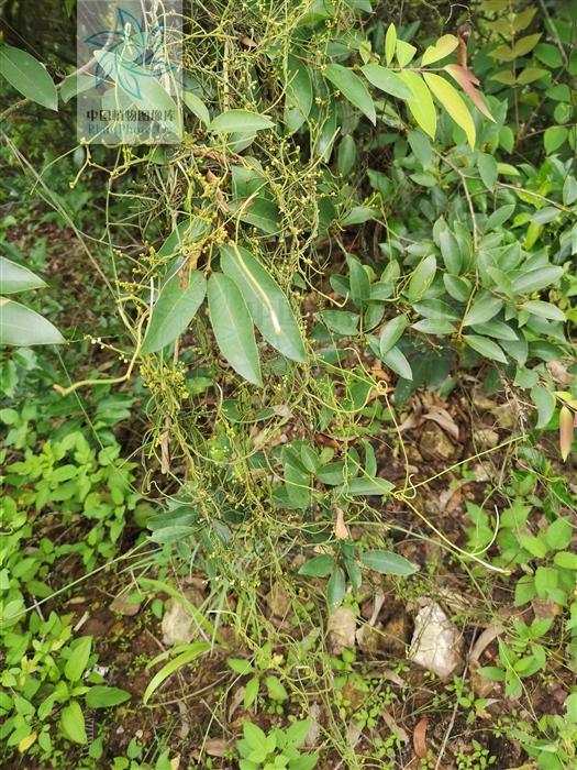 无根藤,见过吗?内治泌尿系结石,肾炎水肿;外用治皮肤湿疹