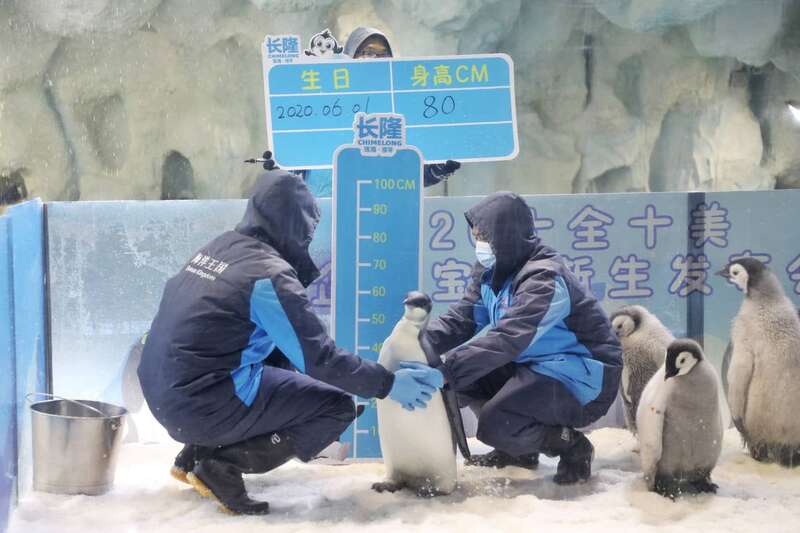 现场,保育员带着新生企鹅宝宝做体检,逐一称重,测量身高.