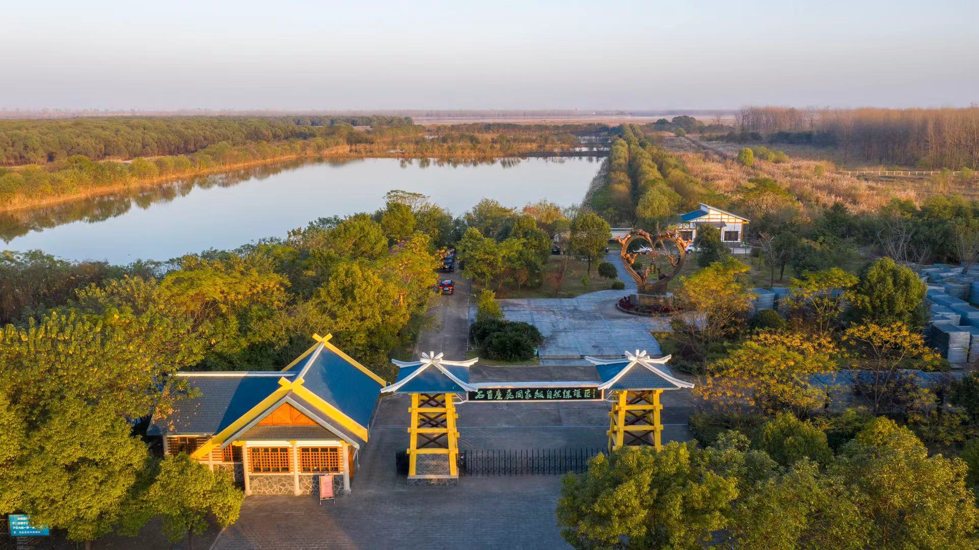 看高质量发展】在湖北石首麋鹿国家级自然保护区,体验湿地生态之美