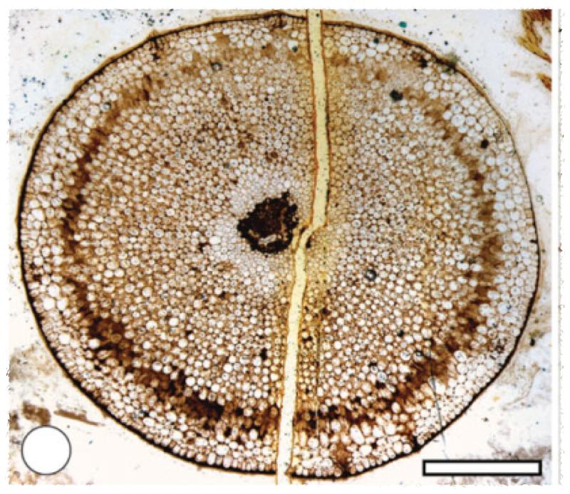 我们能看到维管束是如何从无到有逐渐产生的:大阿格劳蕨(aglaophyton