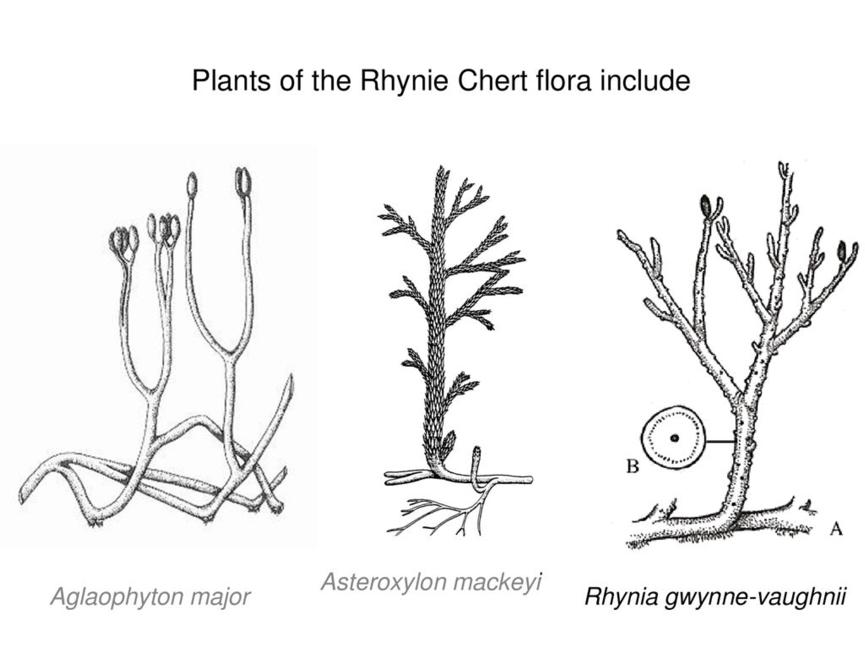 桫椤掐我叶子炒菜之前能念对我的名字吗