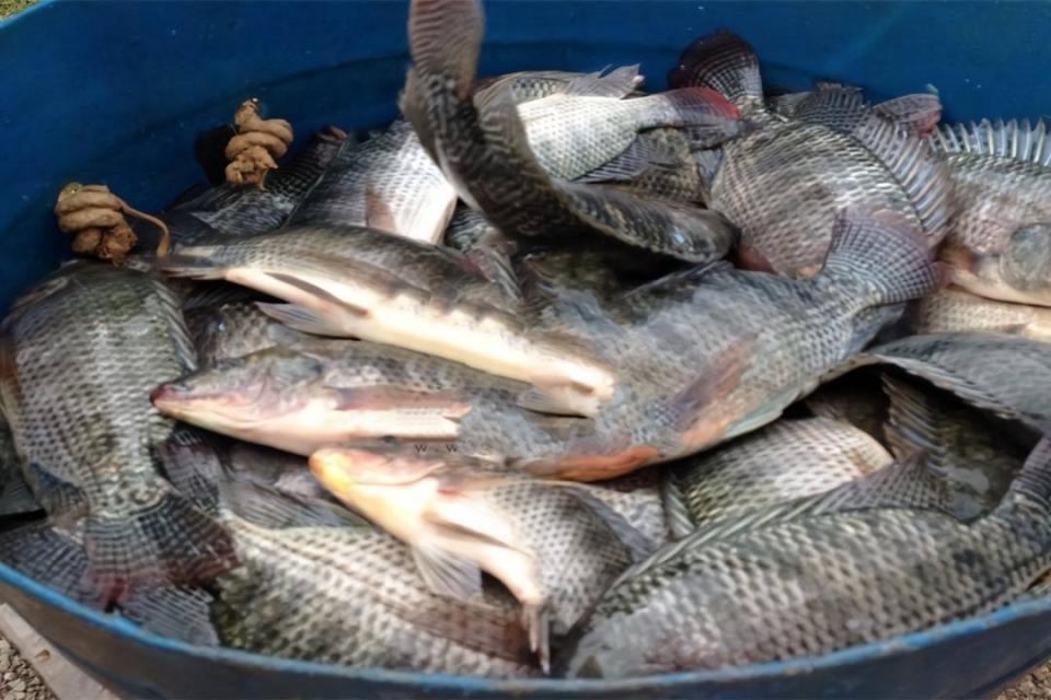 这种鱼在南方水域泛滥成灾,野生的没人吃,养殖的却是香饽饽