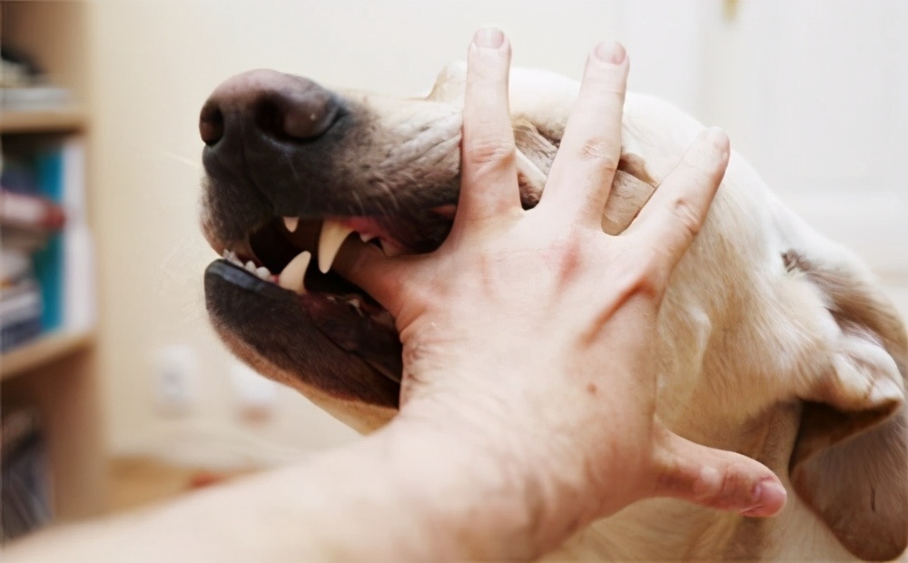 被狗咬住后,如何让狗立即松口?不能用棍棒