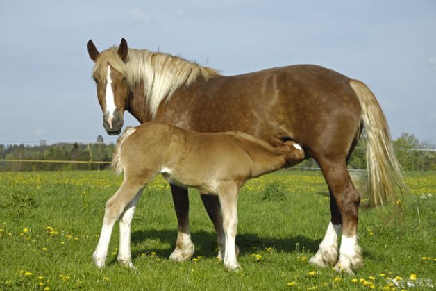 属马者在2020年的吉星只有一颗"驿马"陪伴在左右,这表示你们这一年