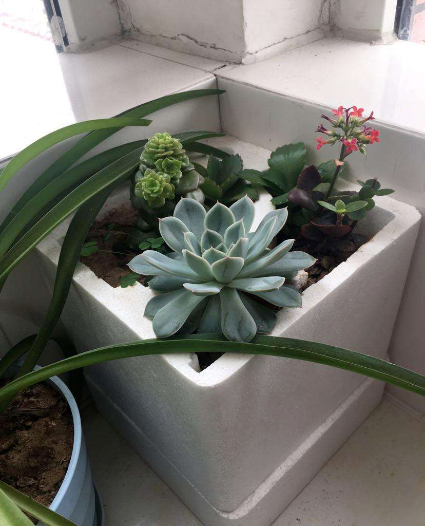 泡沫是盆栽植物不可缺少的好东西既可以养苗还能垫盆底滤水